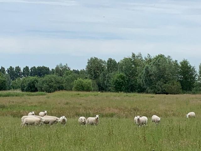 B&B Petit Chateau - Stijlvol Verblijf Centraal Gelegen In Zeeuws Vlaanderen Biervliet Экстерьер фото